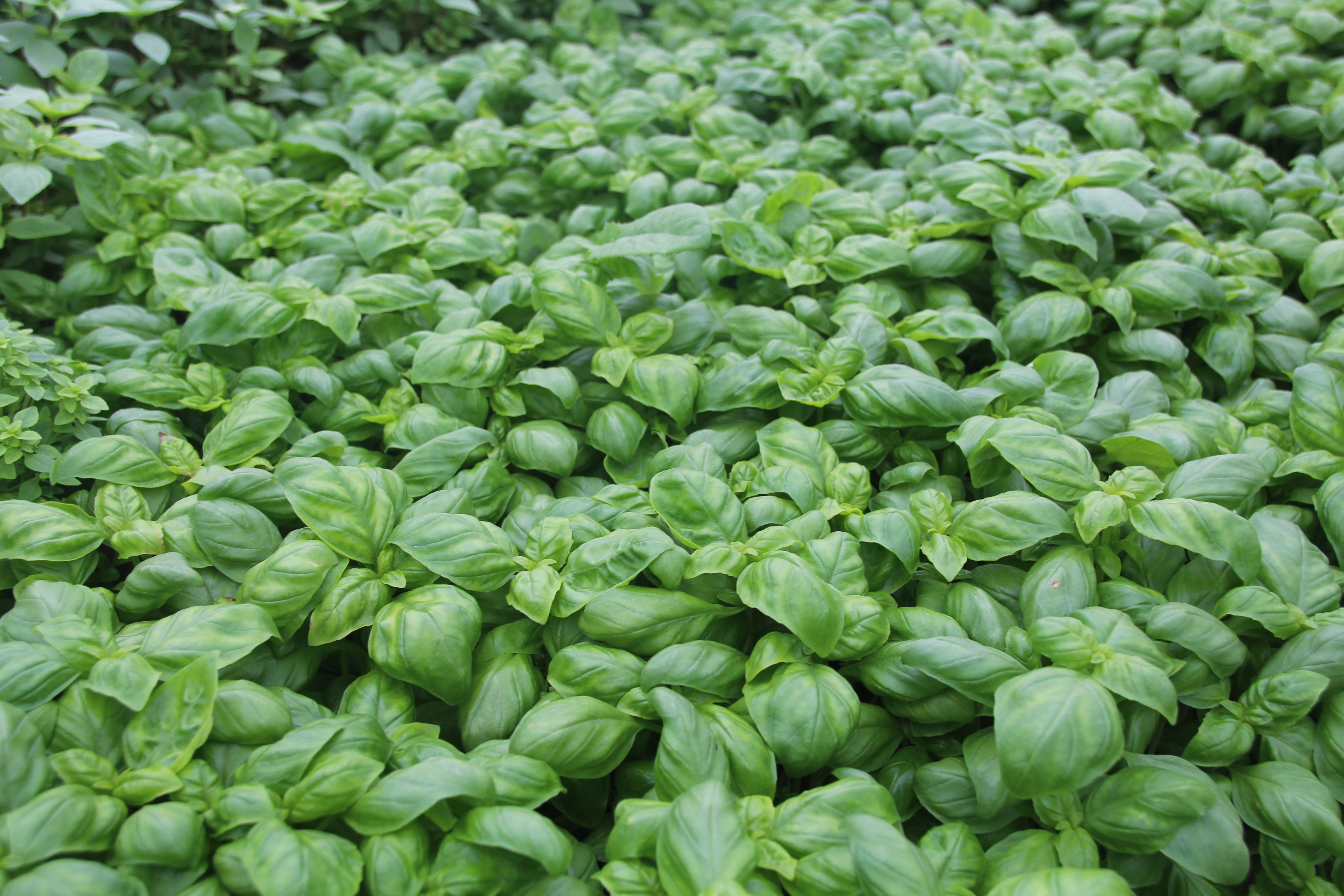 Basilikum