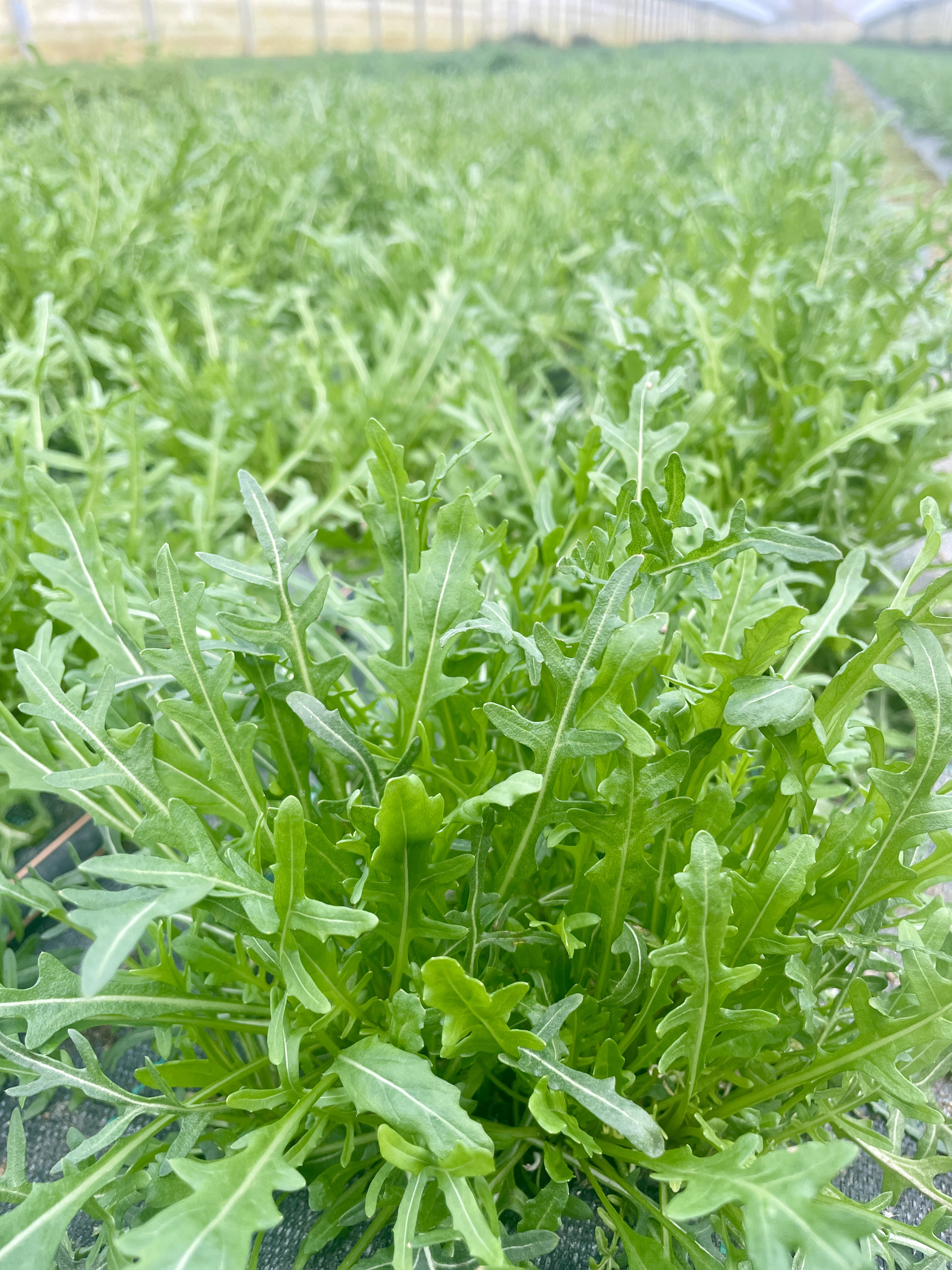 Rucola