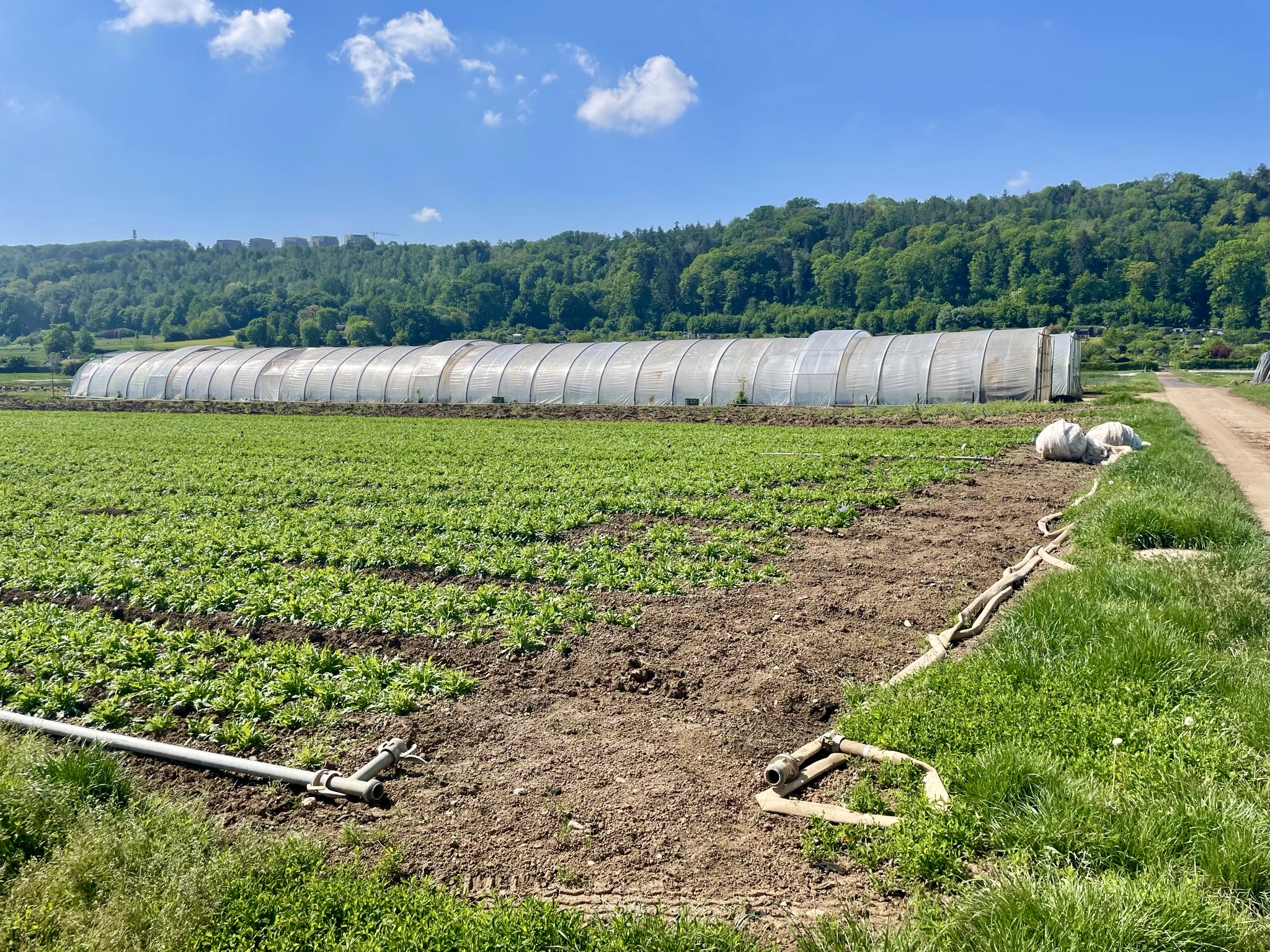 Kräuterfelder und Gewächshäuser