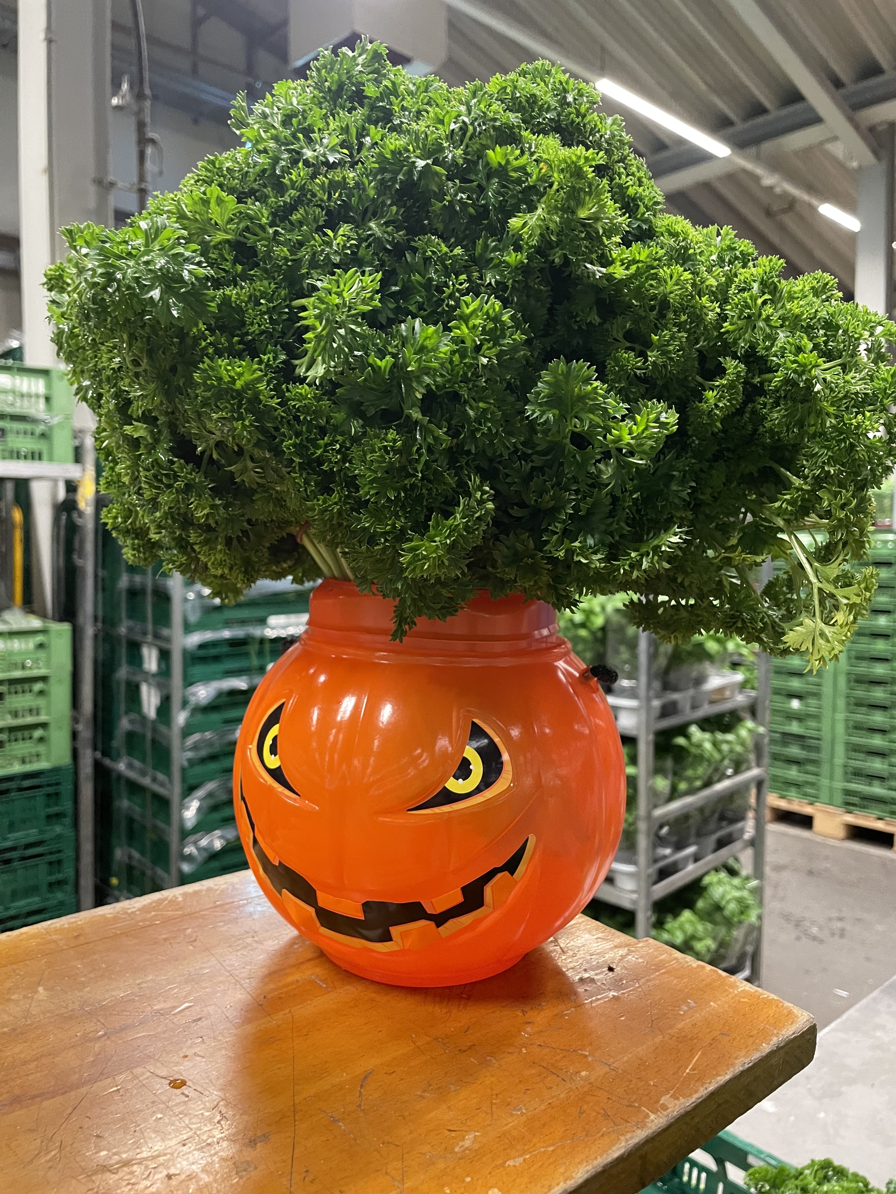 Petersilie am Stand mit Kürbisdeko