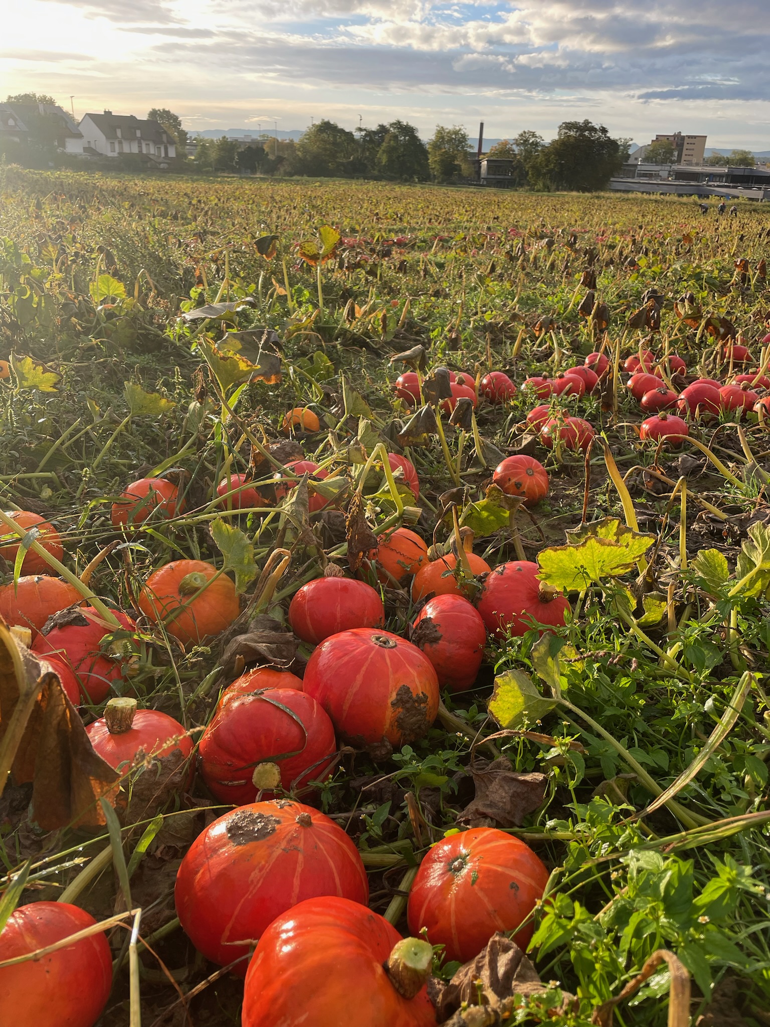 Kürbisfeld