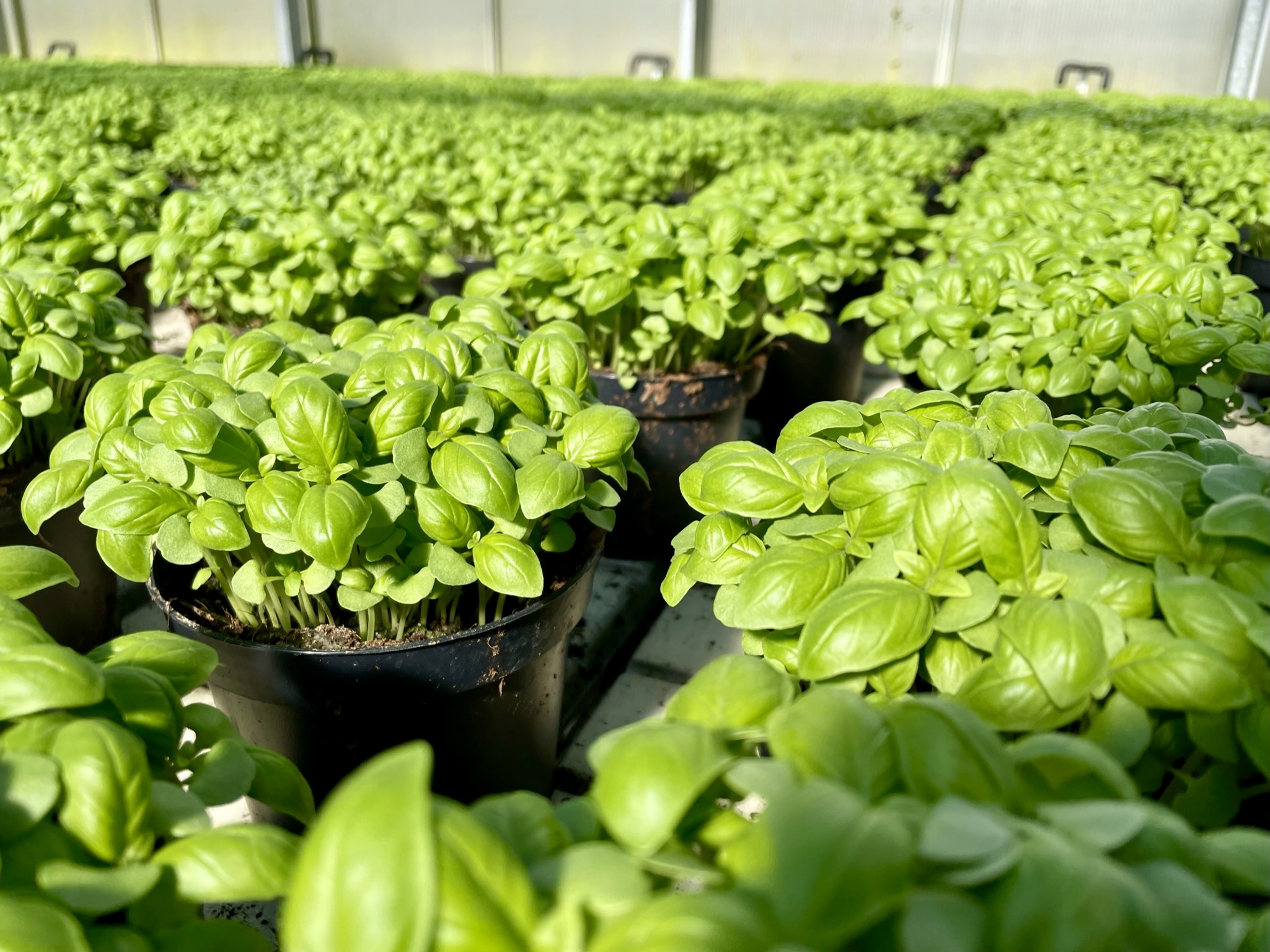 Basilikum Topf Anbau