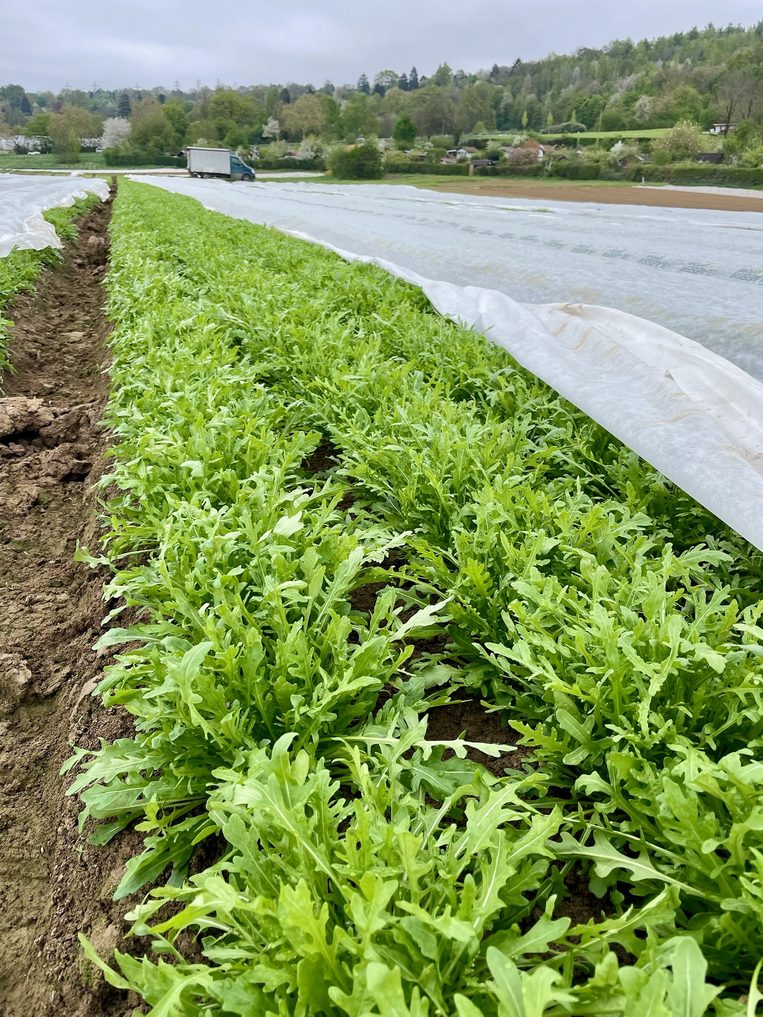 Rucola Anbau
